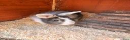 Mini Lion Lop rabbits for sale: Two female rabbits bonded pair, Lop X lionhead.  - Advert 3