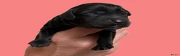 Cocker Spaniel dogs for sale: Cocker Spaniel puppies - Advert 19