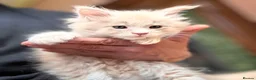 Maine Coon cats for sale: Maine coon kittens  - Advert 25