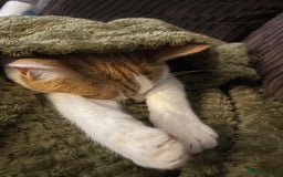 Mixed Breed cats for sale: Bellini & Martini - Image 21