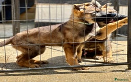 German Shepherd dogs for sale: Awesome Male Kennel Club Reg’d GSD Pups  in Sturminster Newton - Image 9