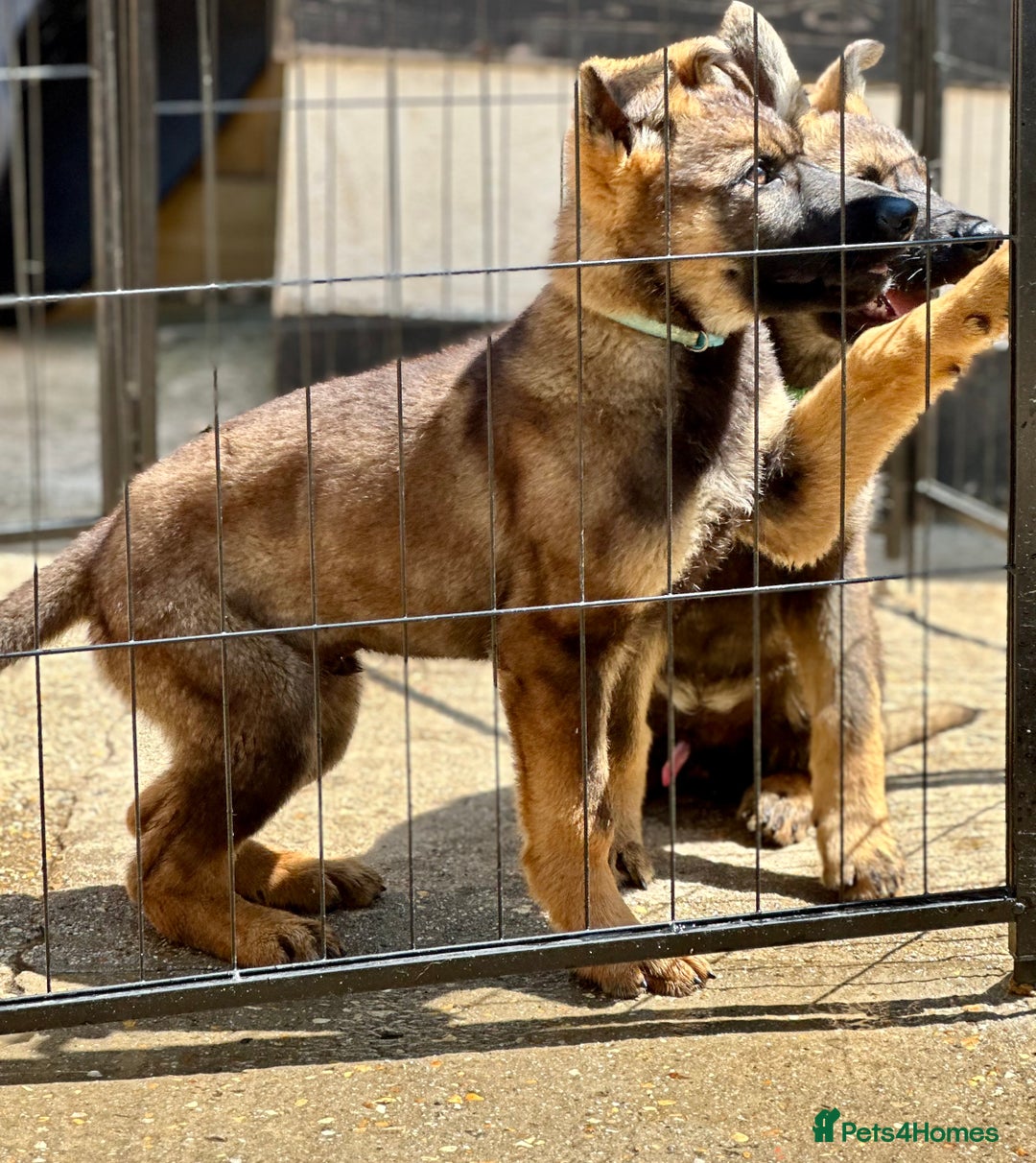 German Shepherd dogs for sale: Awesome Male Kennel Club Reg’d GSD Pups  in Sturminster Newton - Image 9