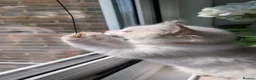Ragdoll cats for sale: Tica Ragdoll kittens imperial grand champion lines - Advert 26