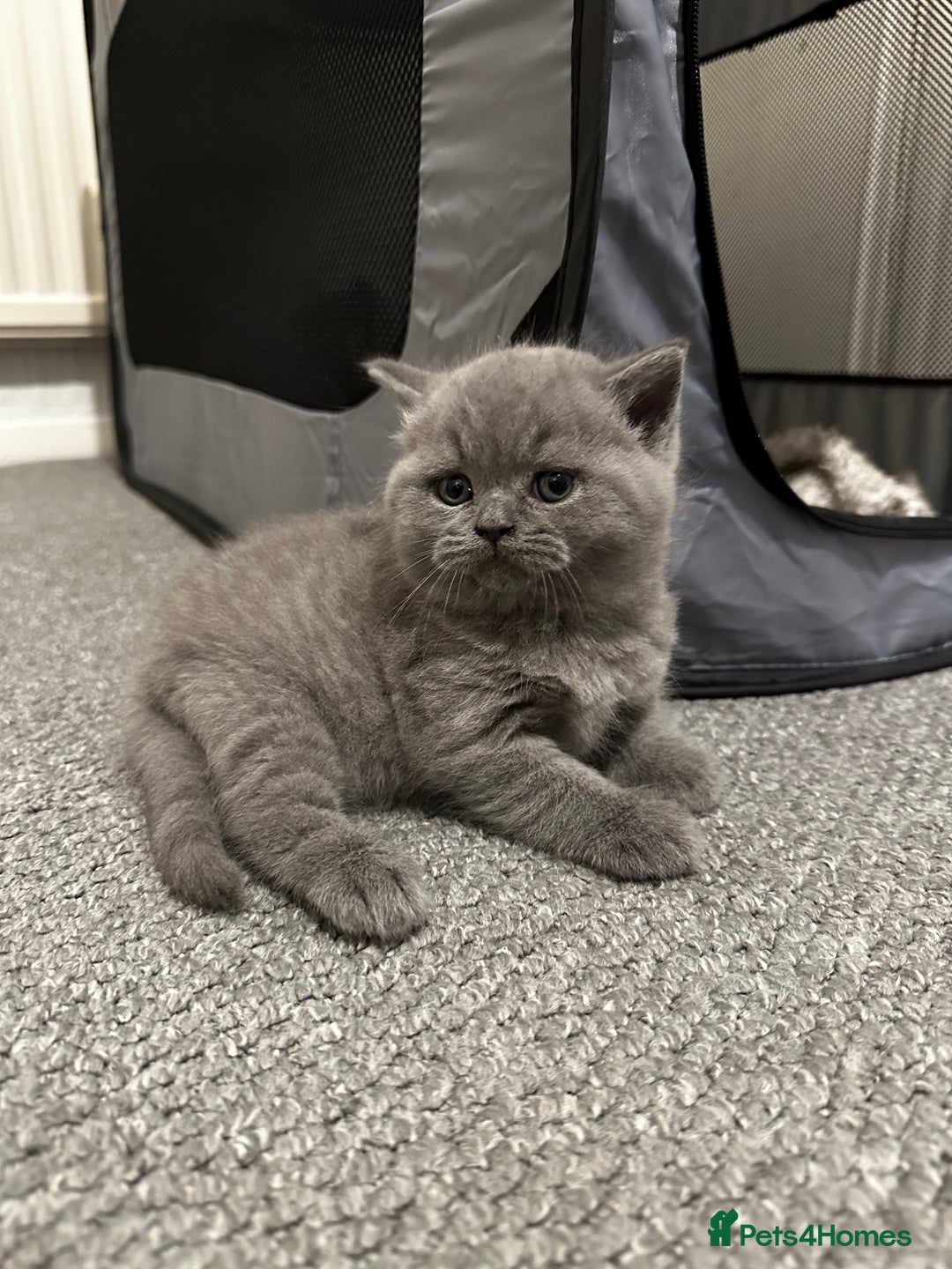 British Shorthair cats for stud: Cat for stunning in Rugby - Image 10