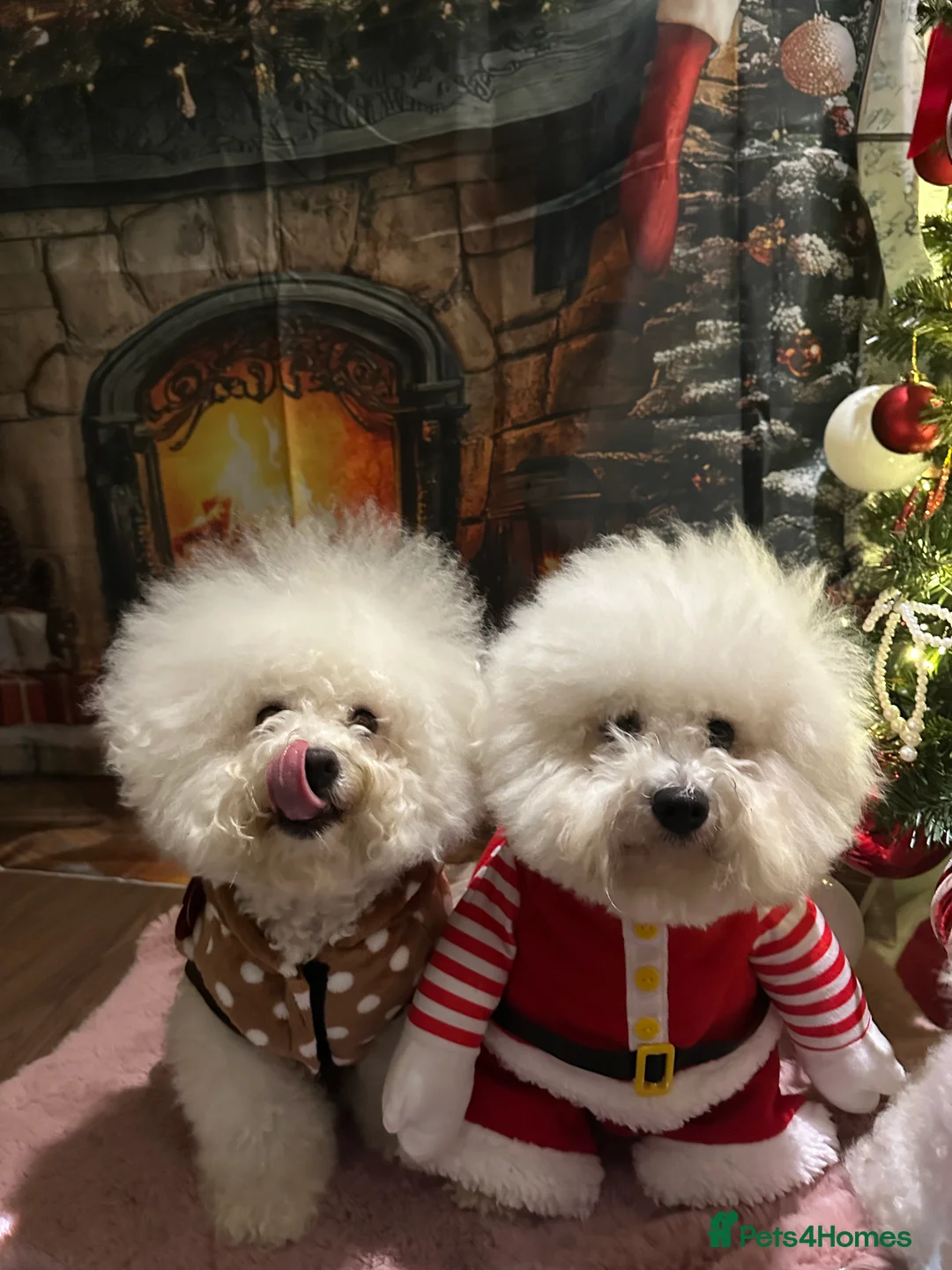 Bichon Frise dogs for sale: Pure Pedigree Champion Bloodline Bichon Frise  - Advert 15