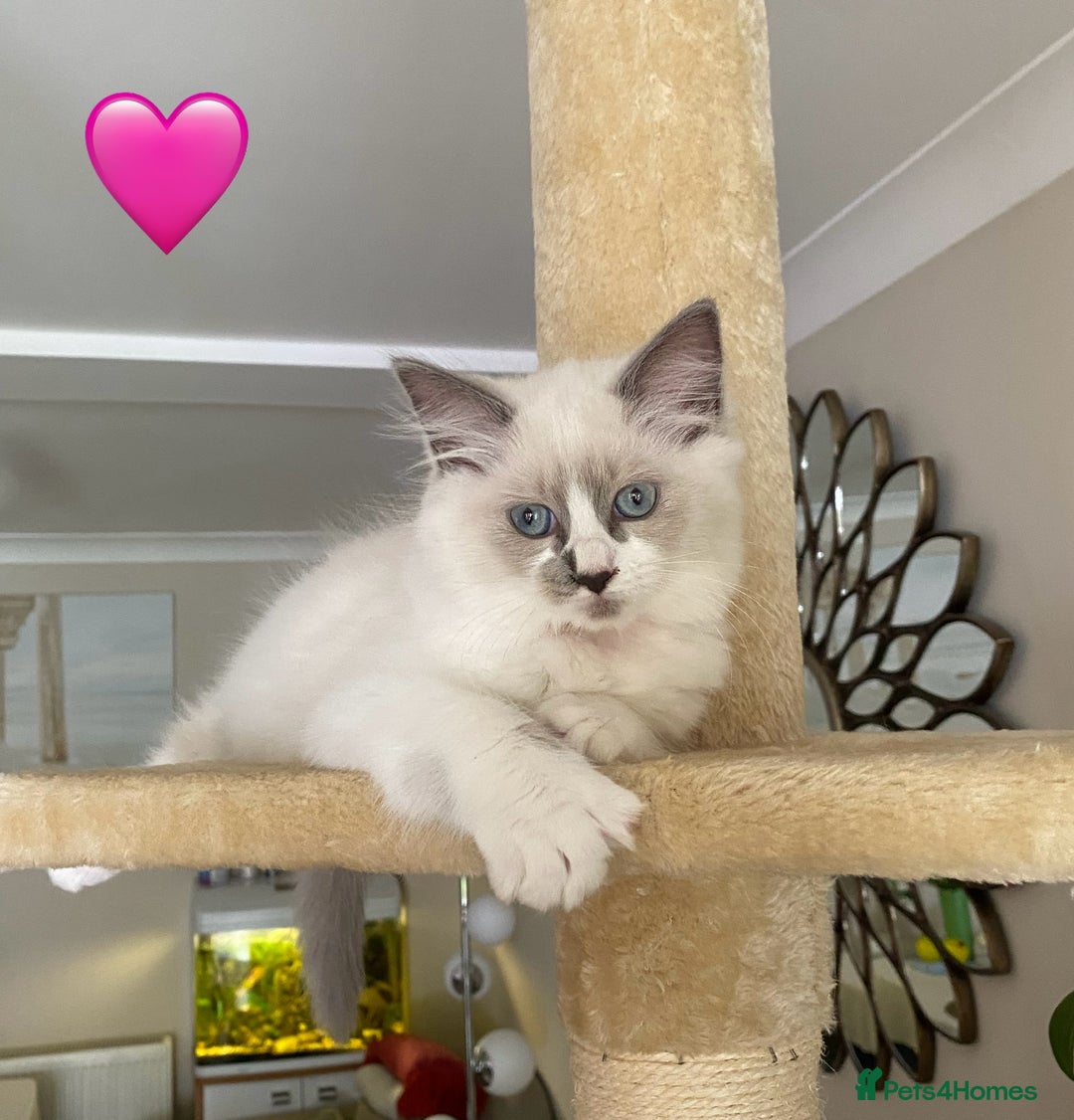 Ragdoll cats for sale: Ragdoll kittens one girl available  - Image 6