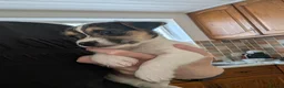 Mixed Breed dogs for sale: Oreo's Beautiful Puppies - Advert 8