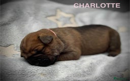 Cane Corso dogs for sale: 🐾✨ PatoSquad Kennel FCI Puppies ✨🐾 - Image 9