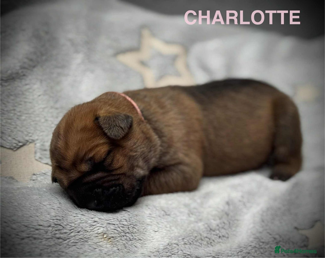 Cane Corso dogs for sale: 🐾✨ PatoSquad Kennel FCI Puppies ✨🐾 - Image 9