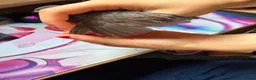 Quail poultry for sale: "Normal" type Chinese painted quail (button quail) in Sleaford - Advert 3