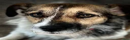 Jack Russell dogs for sale: 2 Gorgeous Jack Russell Males for sale - Advert 9