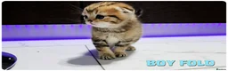 Scottish Fold cats for sale: Beautiful Scottish Fold,British & Munchkin Kittens - Advert 15