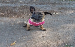 Belgian Shepherd Dog dogs for sale: Belgium malinois 5mnths. - Image 3