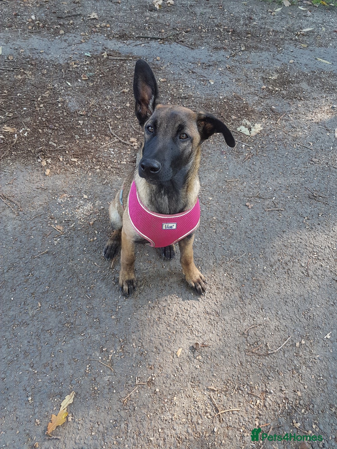 Belgian Shepherd Dog dogs for sale: Belgium malinois 5mnths. - Image 3