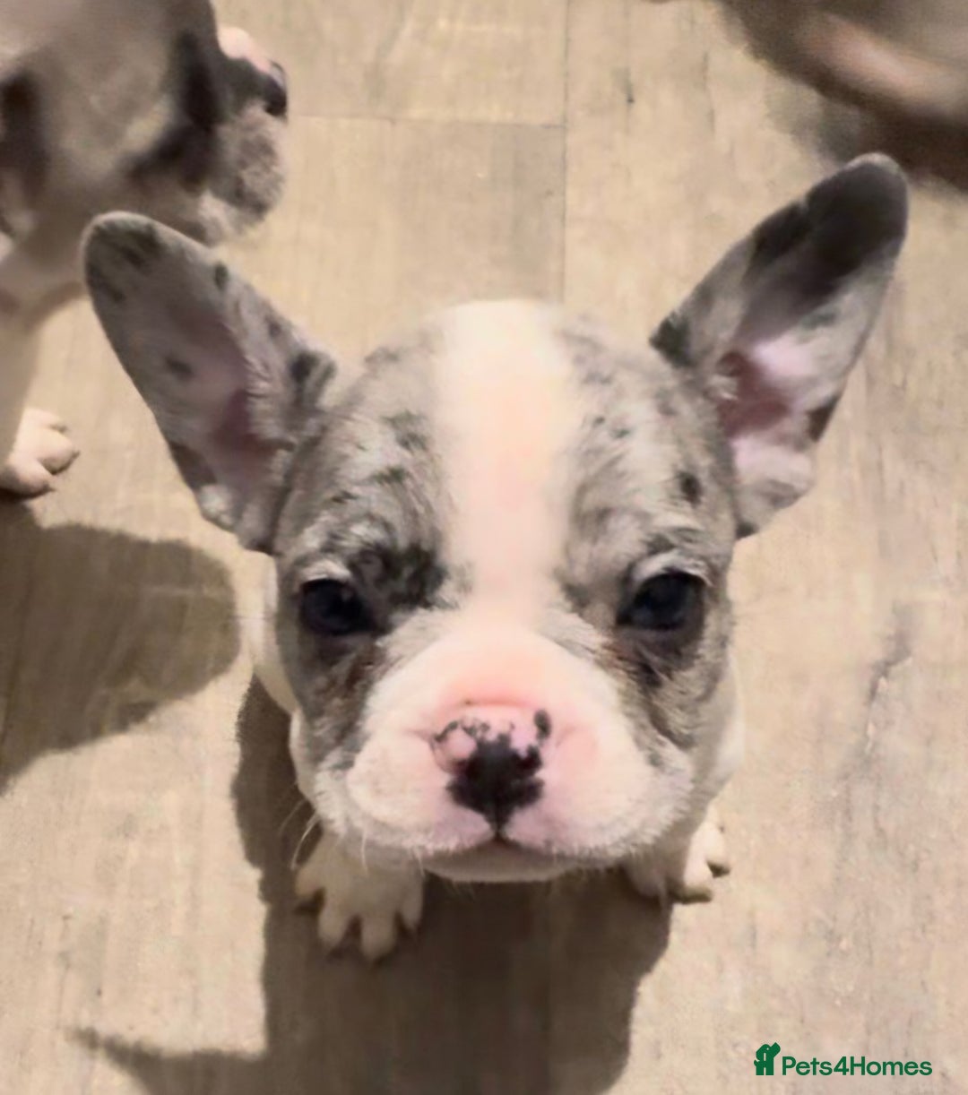 French Bulldog dogs for sale: 5 french bulldogs left!! Ready now! - Advert 9