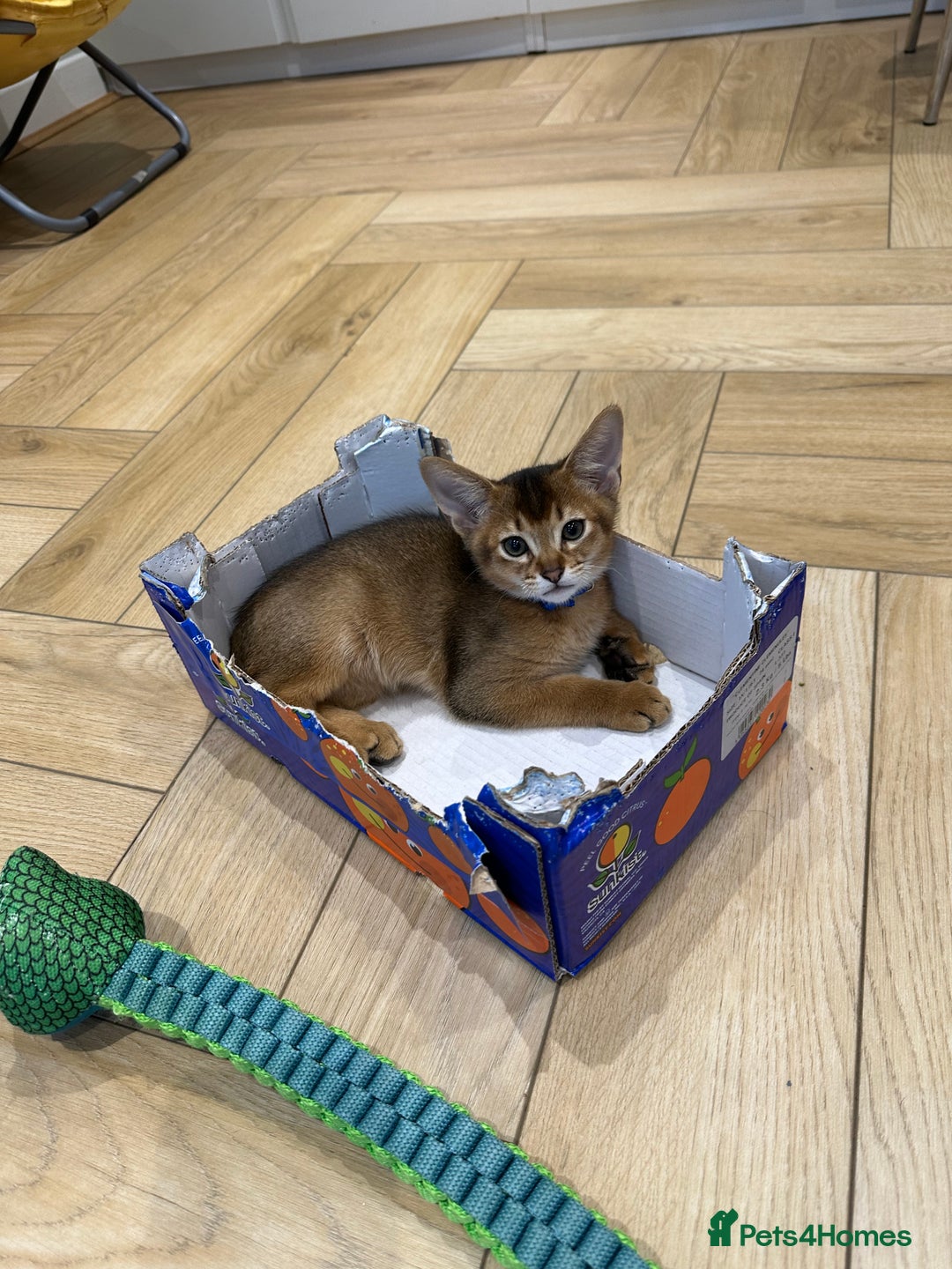 Abyssinian cats for sale: Pedigree Abyssinian kittens  - Advert 14