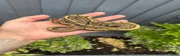 Python Snake reptiles for sale: Royal Python babies for sale…Various morphs. in Crewe - Advert 5