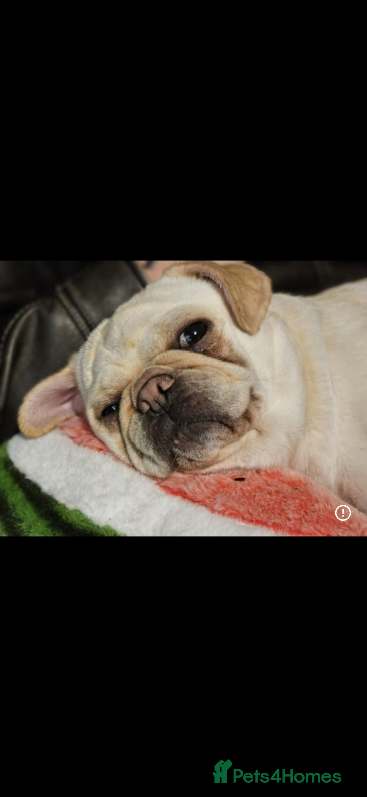 Pug dogs 3 year old pug  - Advert 5