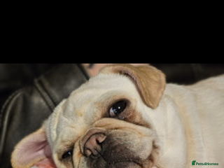 Pug dogs 3 year old pug - Advert 3