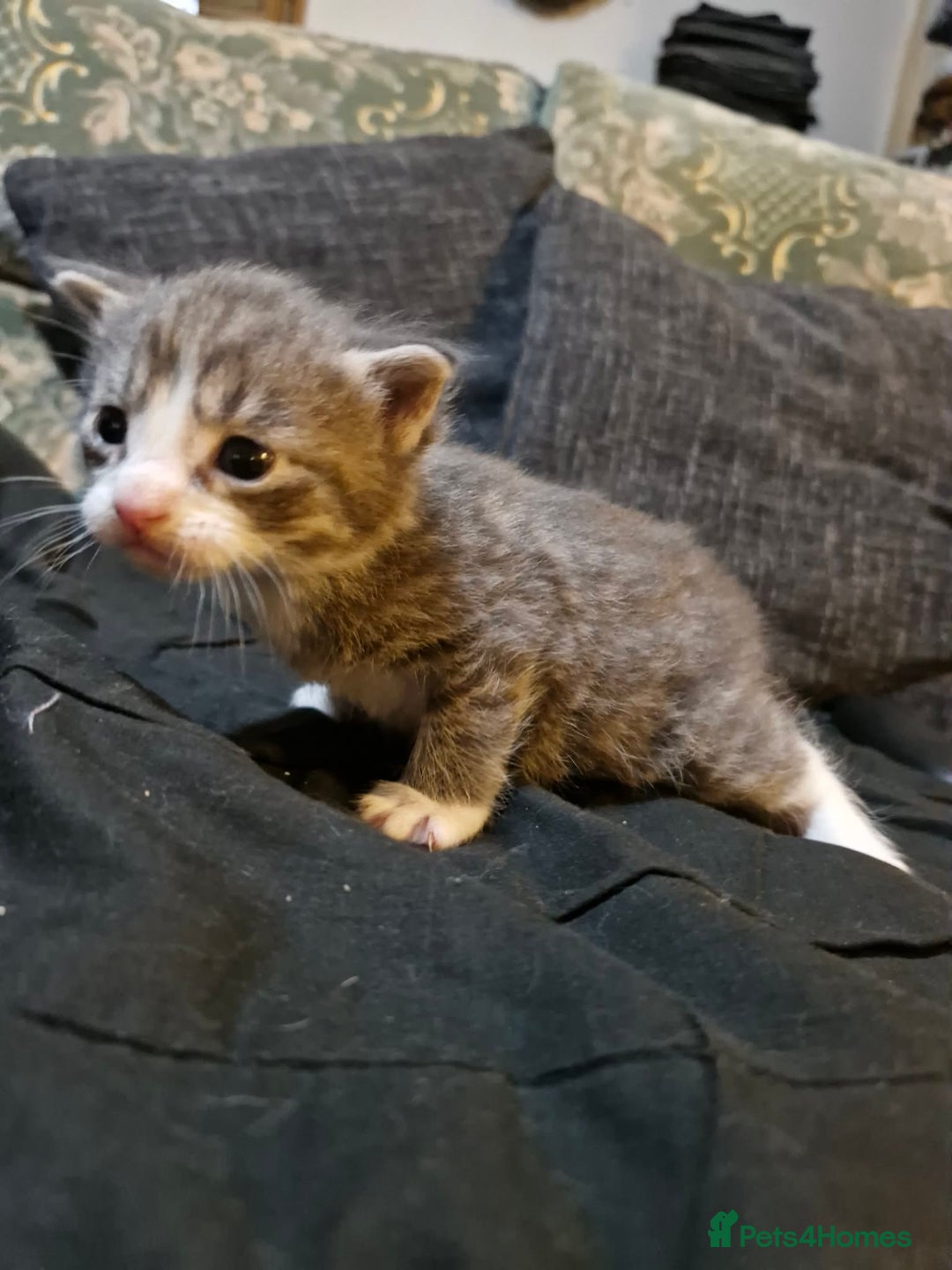 Maine Coon cats for sale: Maine Coon Cross Kittens - Advert 3