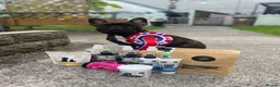 Mixed Breed dogs for sale: French staffys  in Porthcawl - Advert 12