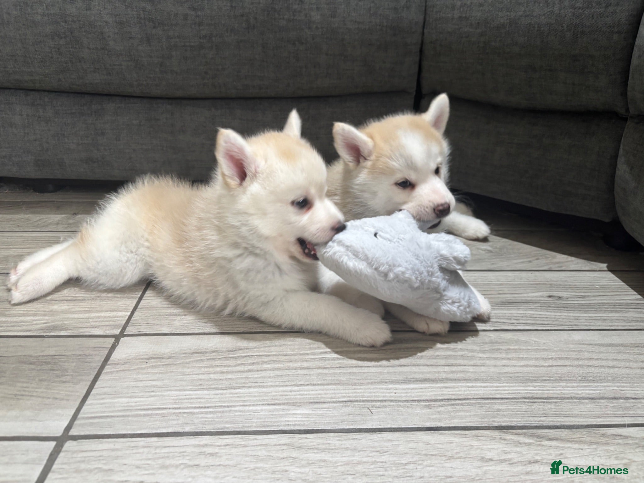 Pomsky dogs 2 LEFT ❤️ Stunning F3 fluffy pomsky puppies  - Advert 5