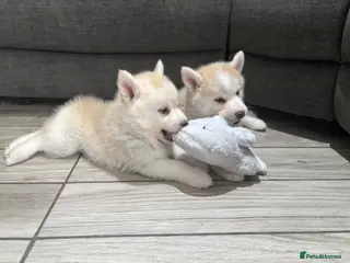 Pomsky dogs 2 LEFT ❤️ Stunning F3 fluffy pomsky puppies - Advert 5