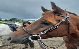 Arabian horse horses for sale: 15hh Arab Gelding For Sale - Image 15