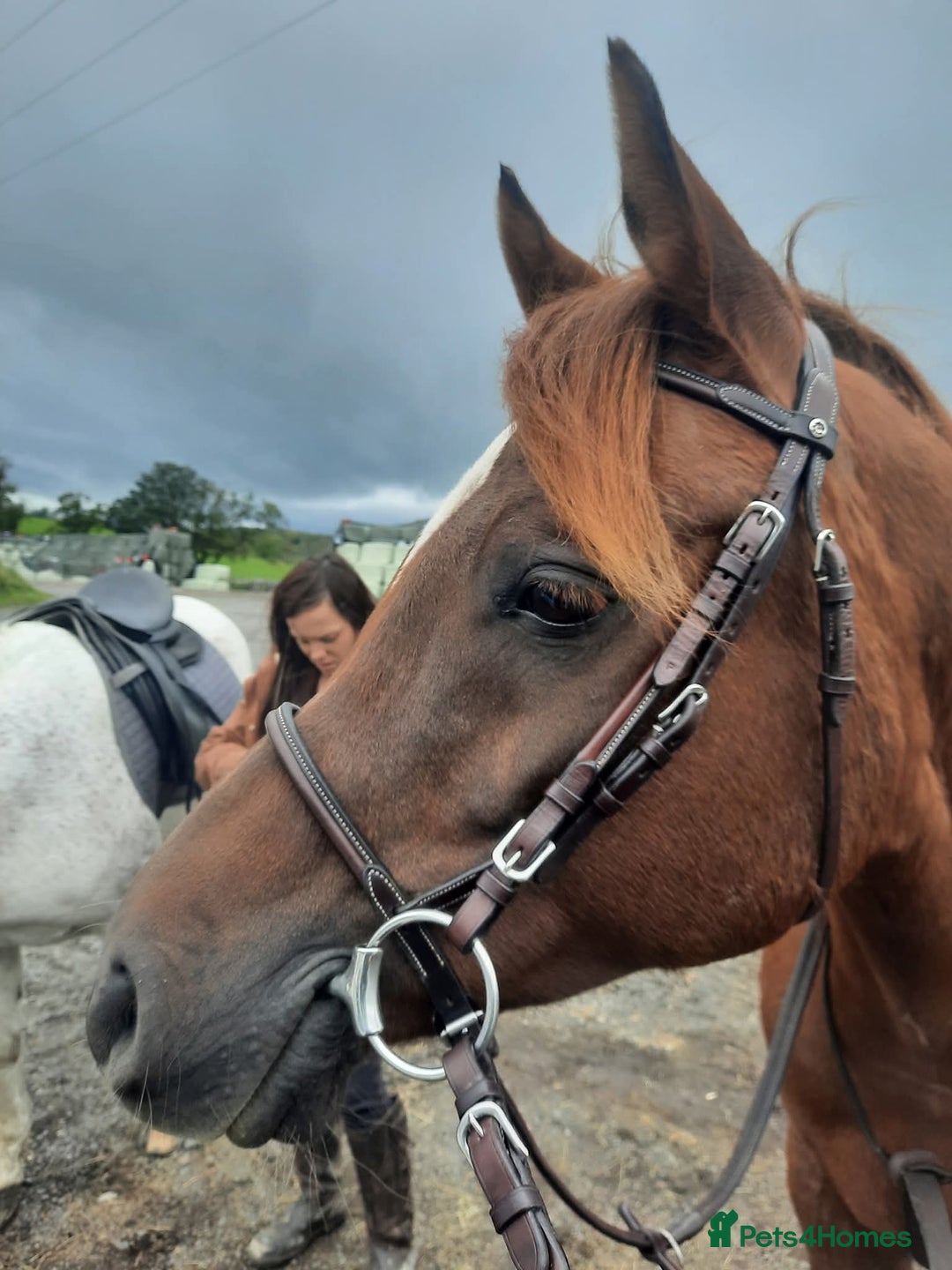 Arabian horse horses for sale: 15hh Arab Gelding For Sale - Image 15