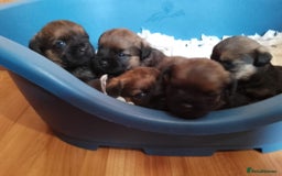 Border Terrier dogs for sale: Border terrier puppies for sale  - Image 1