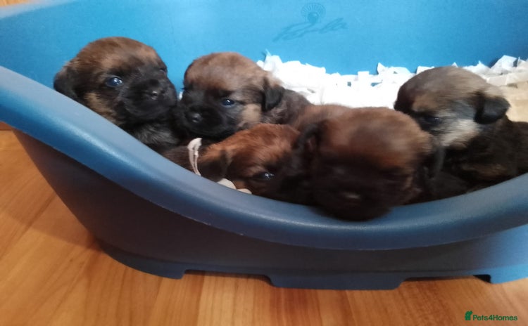 Border Terrier dogs - Advert 1