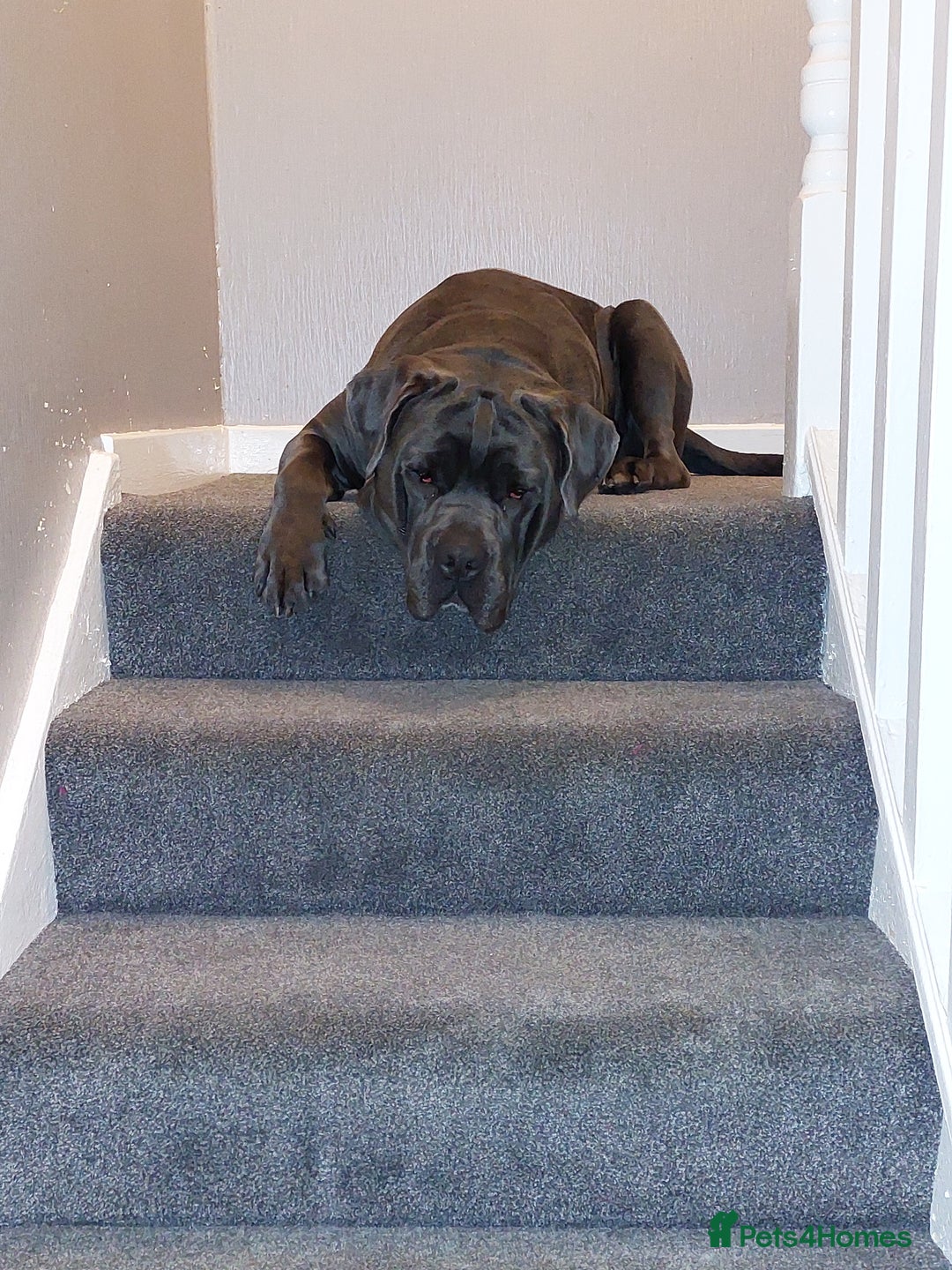 Mixed Breed dogs for sale: Cane Corso cross American bulldog puppy's  - Image 1