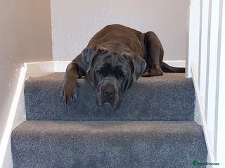 Mixed Breed dogs for sale - Advert 1