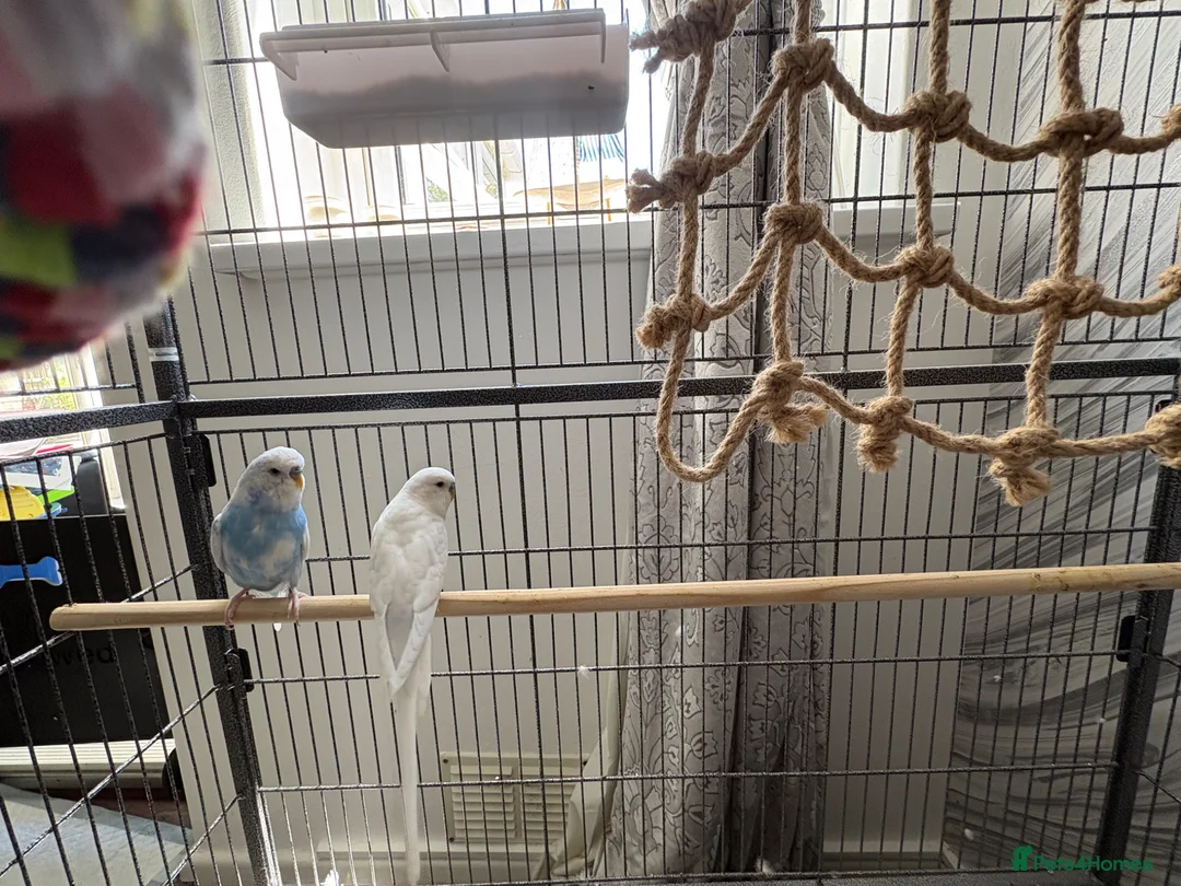 Budgerigars birds for sale: Two male budgies - Advert 1