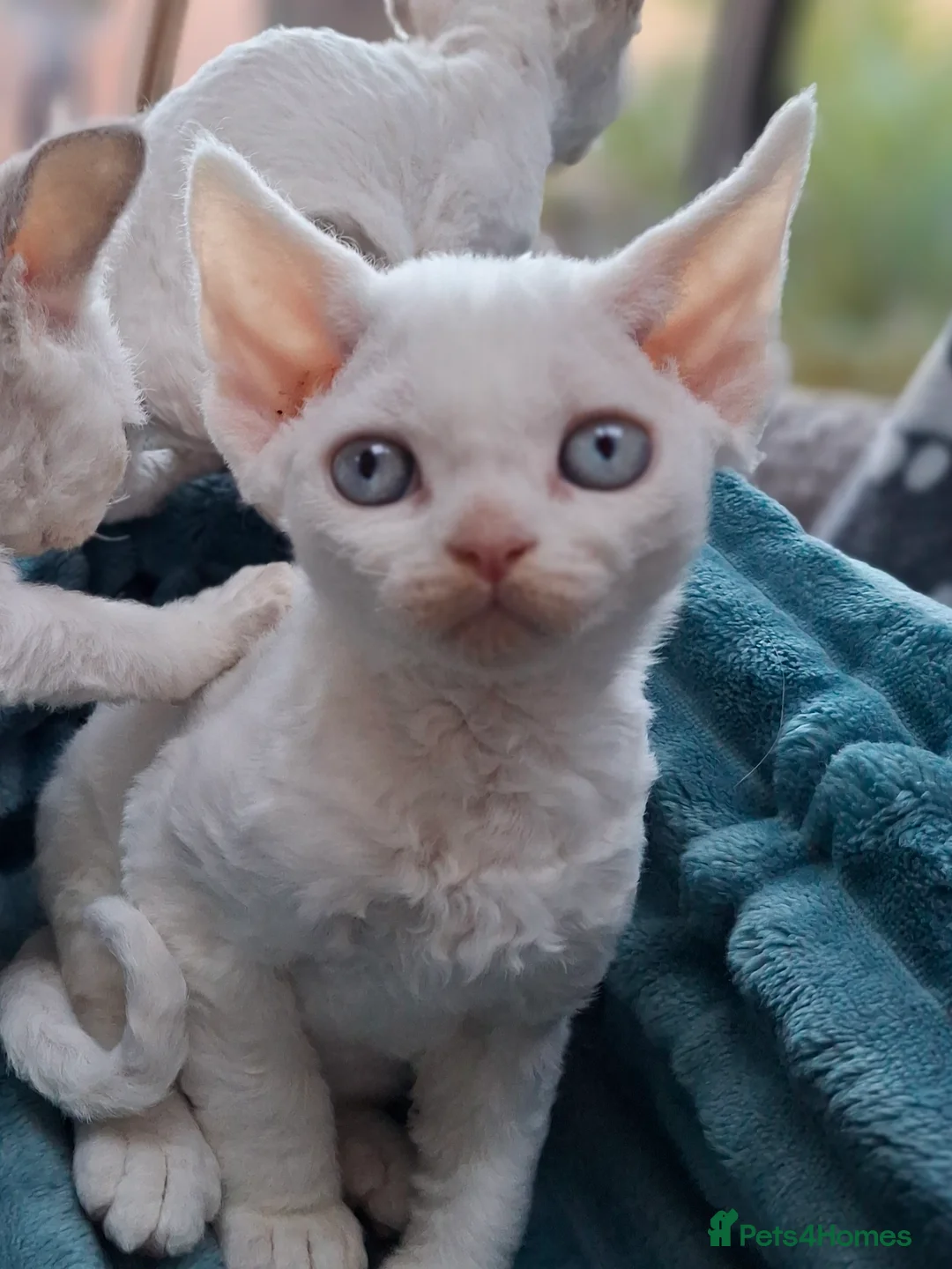 Devon Rex cats for sale: 🌸 Devon Rex with blue eyes FIFE registered  🌸 - Advert 10