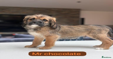 Mixed Breed dogs - Advert 8