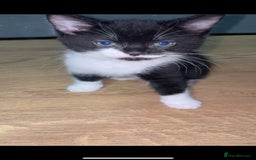 Mixed Breed cats for sale: 2 kittens for sale - Image 9