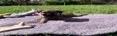 Border Terrier 1