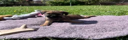 Border Terrier dogs for sale: PEIDGREE BORDER TERRIER PUPPIES - Advert 5