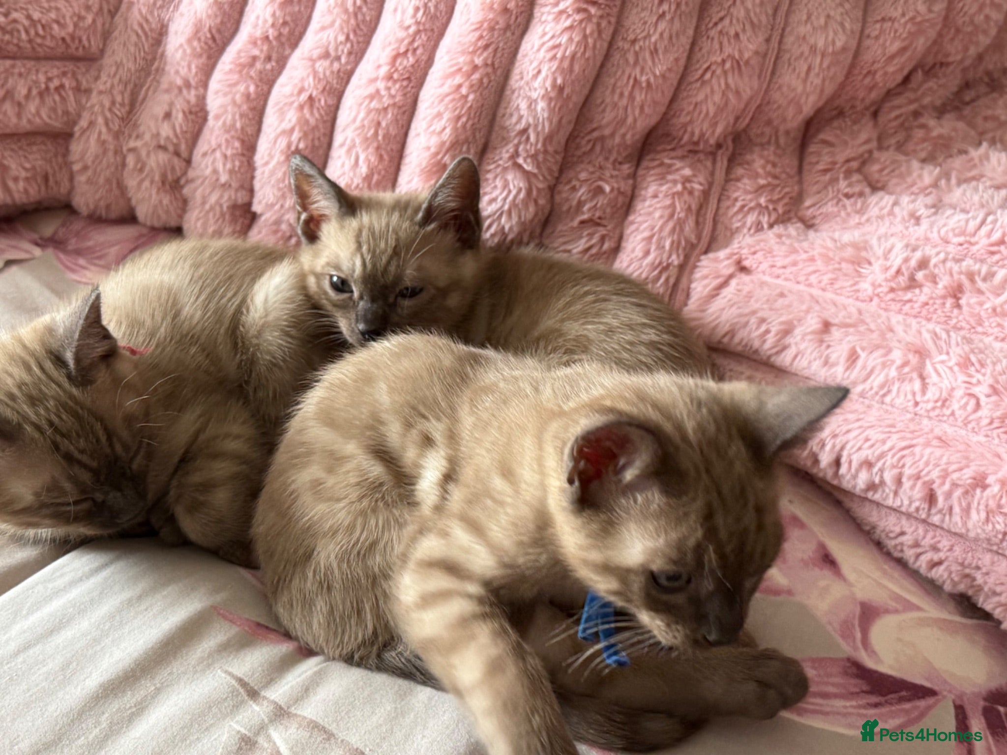 Bengal cats TICA registered Seal Solid Silver Mink Bengals - Advert 2