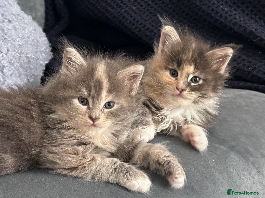 Maine Coon cats for sale: Beautiful female full Maine coon kittens  - Image 12