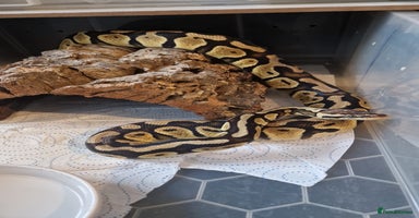 Python Snake reptiles - Advert 6