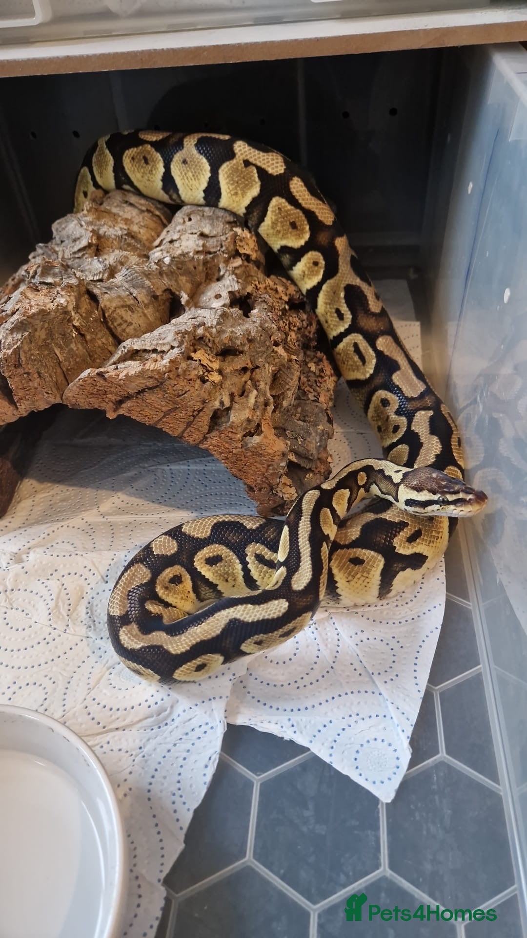 Python Snake reptiles for sale: 3x snakes with vivs complete set up - Image 3