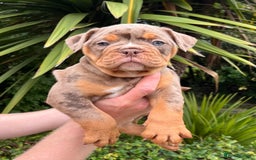 Olde English Bulldogge dogs for sale: RAINBOW OLD ENGLISH LITTER !!! - Image 11