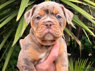 Olde English Bulldogge dogs - Advert 2