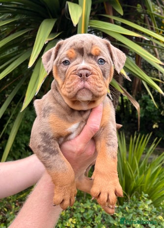 Olde English Bulldogge dogs - Advert 1
