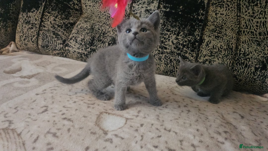 Russian Blue cats for sale: **TICA full pedigree Russian Blue kittens - Image 8