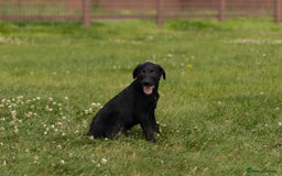 Borador dogs for sale: 🐶 Labrador x Border Collie Puppies – Ready Now!  - Image 8