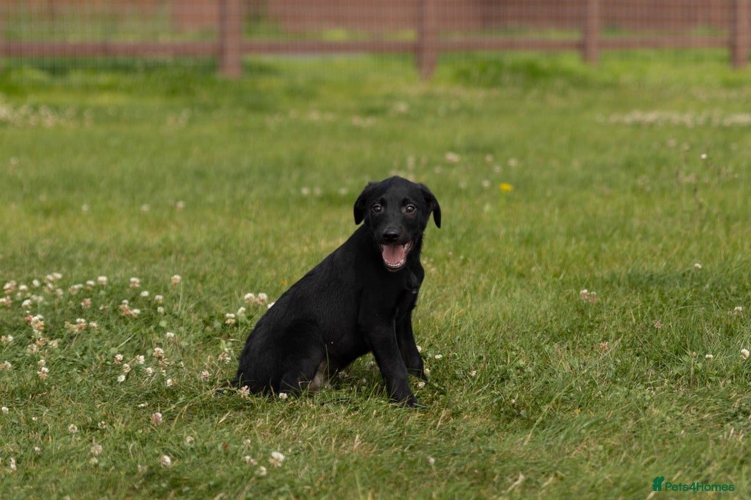 Borador dogs for sale: 🐶 Labrador x Border Collie Puppies – Ready Now!  - Image 8