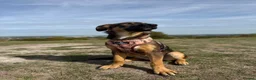 Mixed Breed dogs for adoption: Elodie 🩷 in Milton Keynes - Advert 7